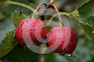 Ripe hawthorn in autumn