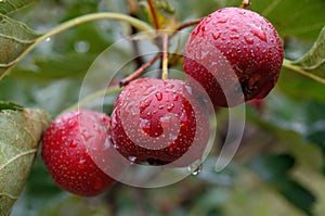 Ripe hawthorn in autumn