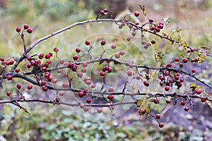Ripe hawthorn berries on twigs in late autumn