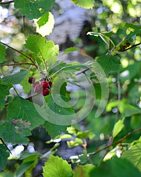 Ripe Hawthorn (Crataegus)