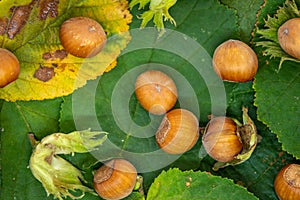 Ripe hazelnuts on leafs