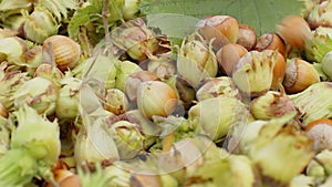 Ripe hazelnuts in nutshells are poured into box in garden, big pile of raw fresh picked nuts fruit