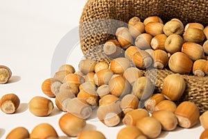 Ripe hazelnuts in a peel on a background of old burlap