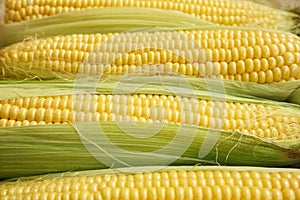Ripe heads of corn