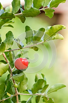 Ripe herries on tree