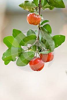 Ripe herries on tree