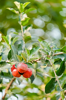 Ripe herries on tree