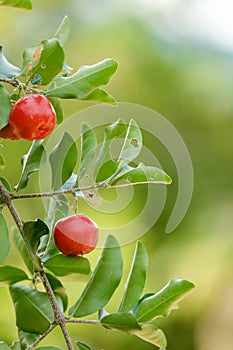Ripe herries on tree