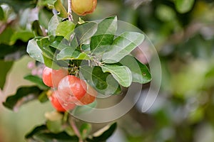 Ripe herries on tree