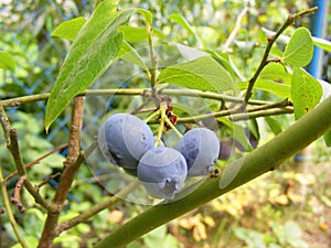 Ripe highbush blueberries on shrub growing in the garden