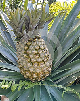 ripe honey pineapple fruit on the tree