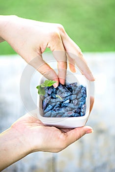 Ripe Honeysuckle Berries in Bowl