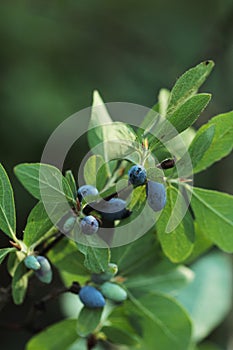 Ripe Honeysuckle Berries on the Bush
