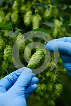 Ripe hop cone inspection on hops yard