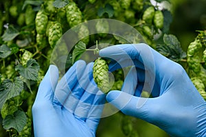 Ripe hop cone inspection on hops yard