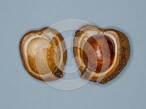Ripe Horse Chestnut pod bursting open revealing the seed inside