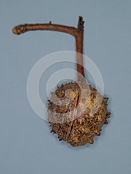 A ripe Horse Chestnut seed pod attached to a small twig