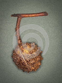 A Ripe Horse Chestnut seed pod attached to a small twig