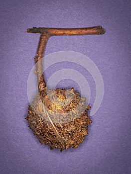 Ripe Horse Chestnut seed pod photographed with a ring flash