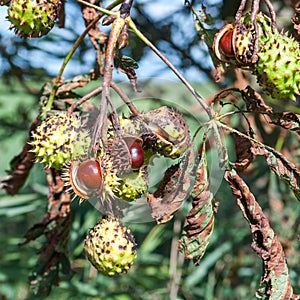 Ripe Horse chestnuts or conkers on the tree