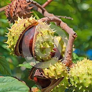 Ripe horse chestnuts on the tree