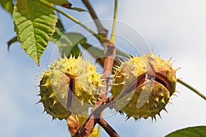 Ripe horse chestnuts on the tree