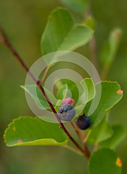 Ripe Huckleberry Ready For Picking On Bush