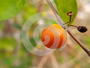 Ripe indian jujube or ber fruit on a branch photo
