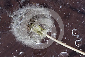 A ripe inflorescence of a medicinal dandelion plant on a long stem is located on a brown background.