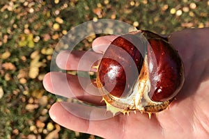 Ripe inshell chestnut fruit in hands on background of autumn carpet of maple leaves in sunlight