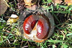 Ripe inshell chestnut fruit lies on autumn carpet of maple leaves and grass in park in sunlight