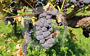 Ripe Isabella grapes hanging on vine under the autumn sunlight.