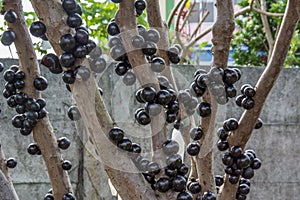 Ripe jabuticaba fruit