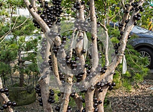 Ripe jabuticaba fruit