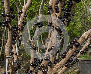 Ripe jabuticaba fruit