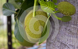 Ripe Jack fruit or Kanun hanging from a branch of a tree. Close up of jackfruit in the garden