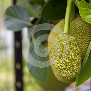 Ripe Jack fruit or Kanun hanging from a branch of a tree. Close up of jackfruit in the garden