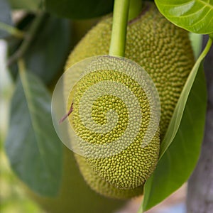 Ripe Jack fruit or Kanun hanging from a branch of a tree. Close up of jackfruit in the garden