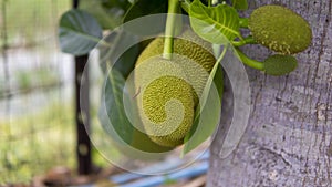 Ripe Jack fruit or Kanun hanging from a branch of a tree. Close up of jackfruit in the garden