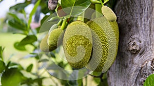 Ripe Jack fruit or Kanun hanging from a branch of a tree. Close up of jackfruit in the garden photo