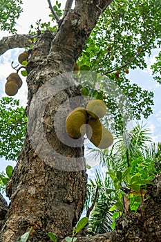 Ripe jackfruit hanging from tree branch. artocarpus heterophyllus