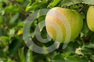 ripe jonagold apples on the tree branch closeup