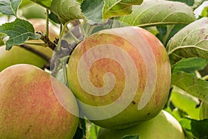 ripe jonagold apples on the tree branch closeup