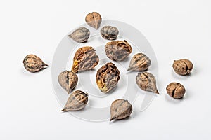 Ripe Juglans cordiformis Maxim or heart-shaped walnut isolated on white background