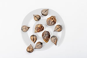 Ripe Juglans cordiformis Maxim or heart-shaped walnut isolated on white background