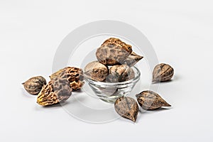 Ripe Juglans cordiformis Maxim or heart-shaped walnut isolated on white background