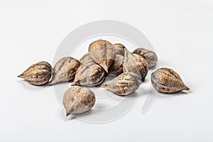 Ripe Juglans cordiformis Maxim or heart-shaped walnut isolated on white background photo