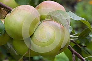 Ripe juicy apples on a branch. Close-up