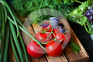 Ripe juicy beautiful tomatoes with water drops on a dark background close-up. Natural texture of vegetables and greens, parsley, o