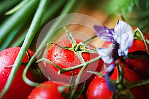 Ripe juicy beautiful tomatoes with water drops on a dark background close-up. Natural texture of vegetables and greens, parsley, o